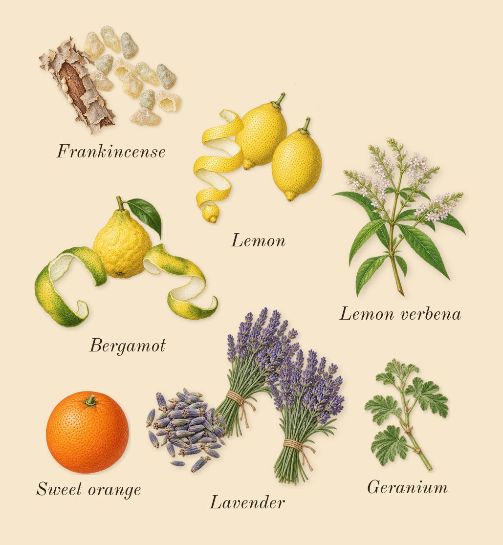 Naxos, top notes: Lemon, Bergamot, Lavender, Frankincense, Geranium, Sweet orange, Lemon verbena