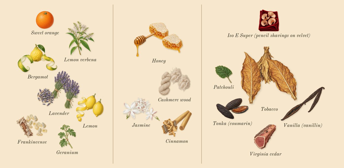 Naxos’s scent picture, a draft: lemon, bergamot, lavender, frankincense, jasmine, honey drawn so far; dashed outlines where nothing is drawn yet