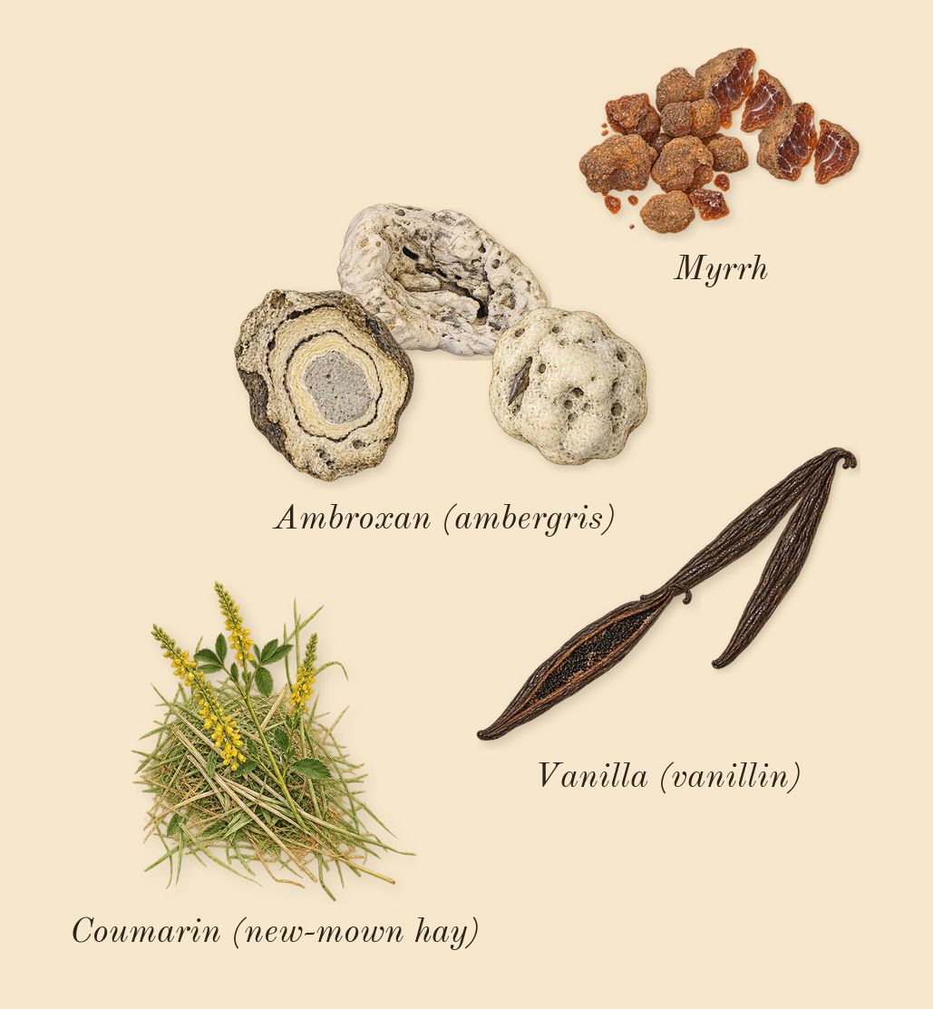Tempio d'Acqua, dry-down: Vanilla (vanillin), Myrrh, Ambroxan (ambergris), Coumarin (new-mown hay)