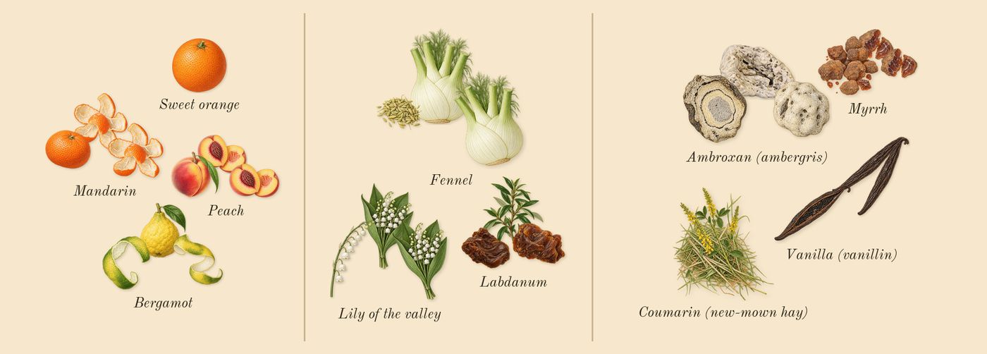 Tempio d'Acqua’s scent picture, a draft: bergamot, peach, mandarin, labdanum, fennel, lily of the valley drawn so far; dashed outlines where nothing is drawn yet
