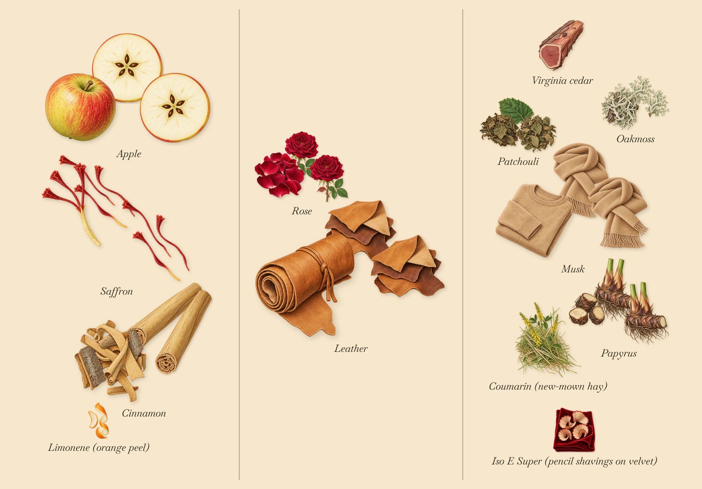 Tony Iommi Deified’s scent picture, a draft: cinnamon, apple, saffron, leather, rose, papyrus drawn so far; dashed outlines where nothing is drawn yet