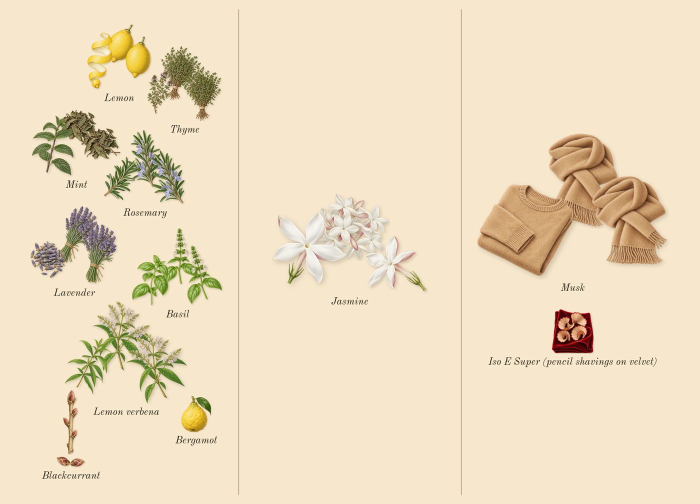 Torino21’s scent picture, a draft: basil, blackcurrant, jasmine, lavender, lemon, mint drawn so far; dashed outlines where nothing is drawn yet