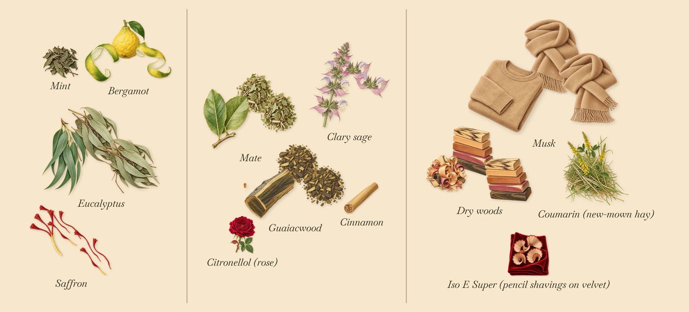 Torino22’s scent picture, a draft: eucalyptus, bergamot, saffron, clary sage, guaiacwood, mate drawn so far; dashed outlines where nothing is drawn yet