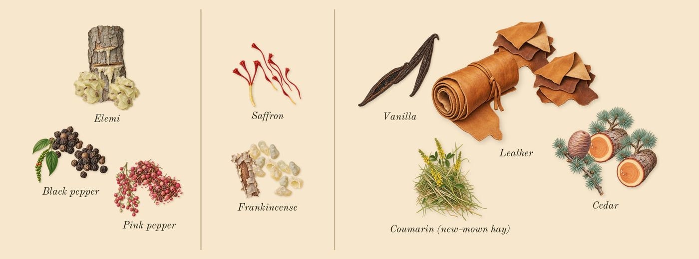 Babycat’s scent picture, a draft: pink pepper, black pepper, elemi, frankincense, saffron, vanilla drawn so far; dashed outlines where nothing is drawn yet