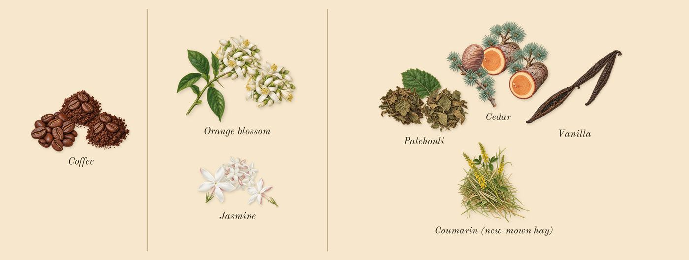Black Opium’s scent picture, a draft: coffee, orange blossom, cedar, patchouli, vanilla, jasmine drawn so far; dashed outlines where nothing is drawn yet