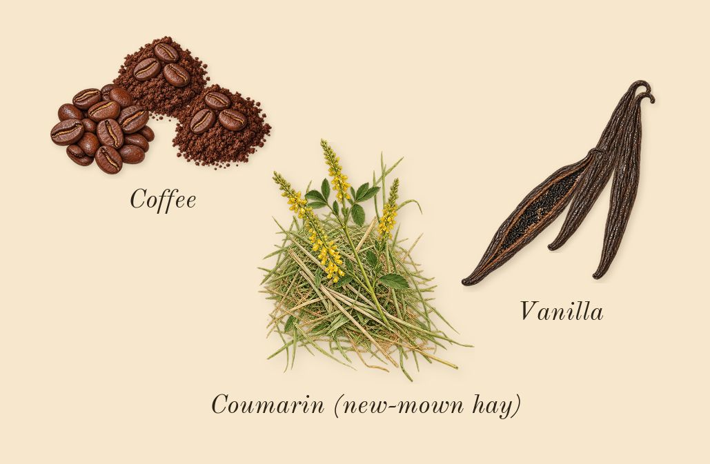Black Opium Over Red, dry-down: Coffee, Vanilla, Coumarin (new-mown hay)