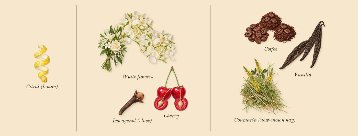 Black Opium Over Red’s scent picture, a draft: cherry, coffee, white flowers, vanilla, coumarin (new-mown hay), citral (lemon) drawn so far; dashed outlines where nothing is drawn yet