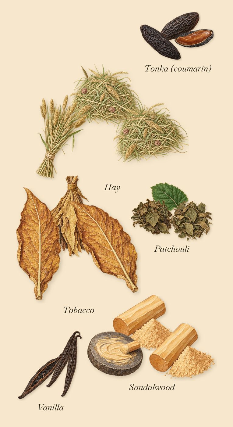 Caban, what stays: Sandalwood, Tonka (coumarin), Patchouli, Hay, Tobacco, Vanilla