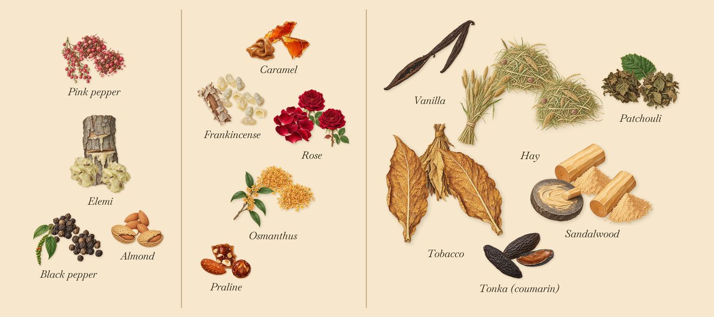 Caban’s scent picture, a draft: pink pepper, black pepper, elemi, frankincense, osmanthus, sandalwood drawn so far; dashed outlines where nothing is drawn yet