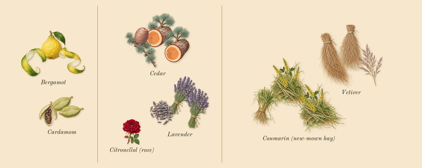 La Nuit de L'Homme’s scent picture, a draft: bergamot, cedar, lavender, vetiver, cardamom, coumarin (new-mown hay) drawn so far; dashed outlines where nothing is drawn yet