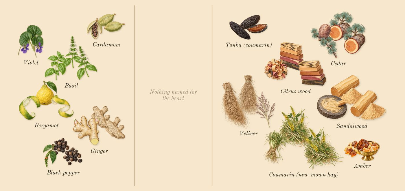 L'Homme’s scent picture, a draft: vetiver, ginger, bergamot, citrus wood, cardamom, cedar drawn so far; dashed outlines where nothing is drawn yet