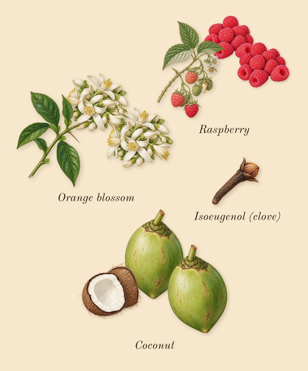 Libre Berry Crush, heart: Raspberry, Coconut, Orange blossom, Isoeugenol (clove)