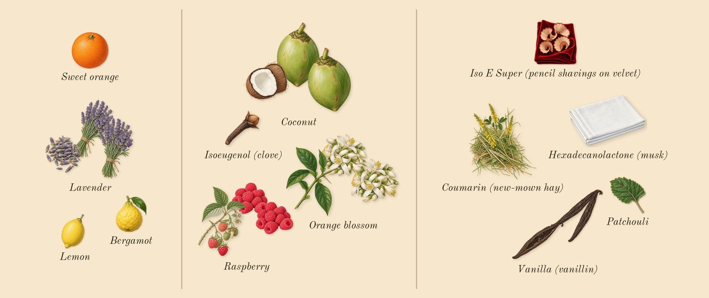 Libre Berry Crush’s scent picture, a draft: raspberry, coconut, orange blossom, lavender, vanilla (vanillin), bergamot drawn so far; dashed outlines where nothing is drawn yet