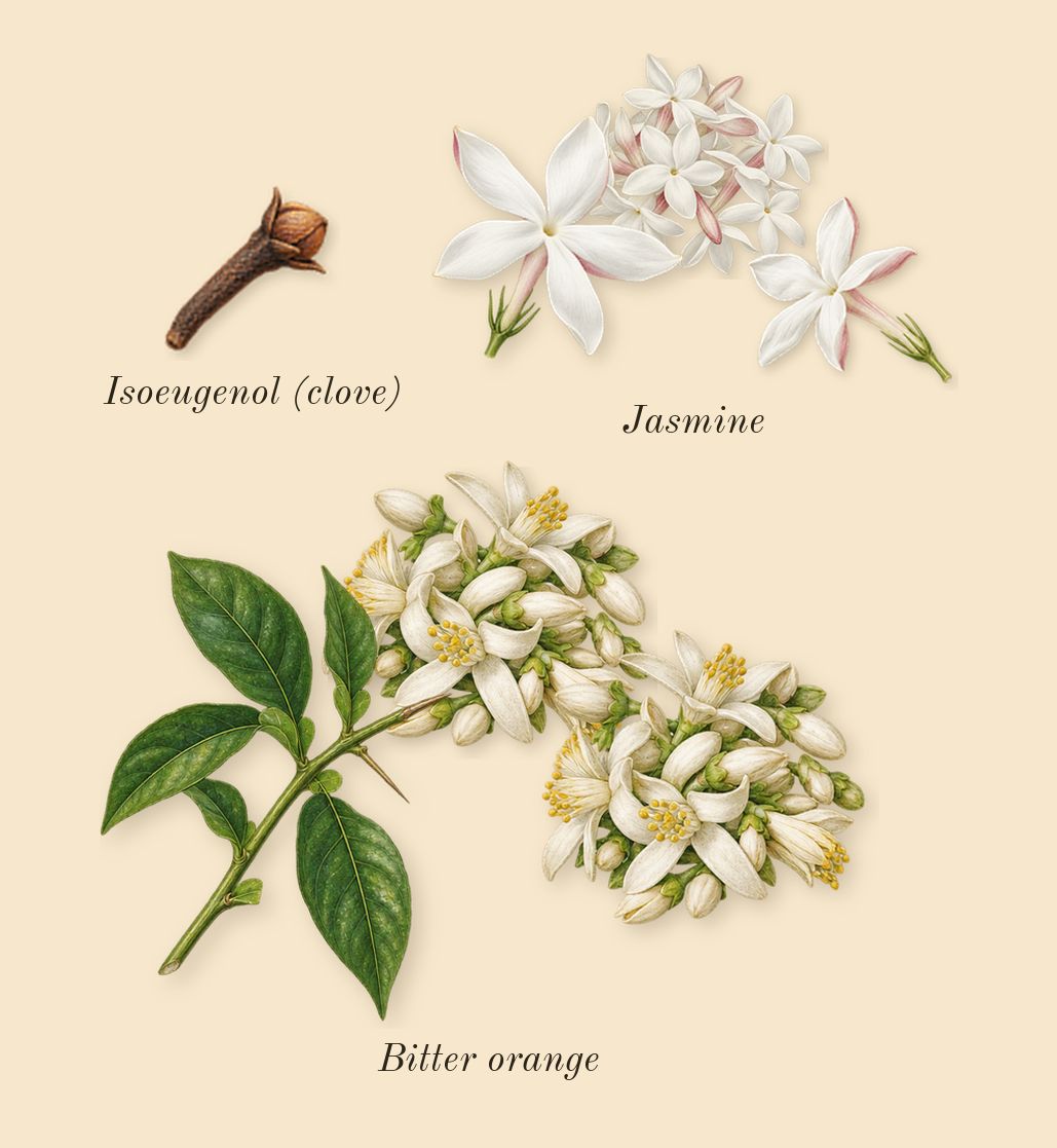 Libre, heart: Bitter orange, Jasmine, Isoeugenol (clove)