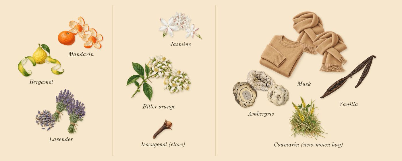 Libre’s scent picture, a draft: lavender, bitter orange, musk, vanilla, bergamot, jasmine drawn so far; dashed outlines where nothing is drawn yet