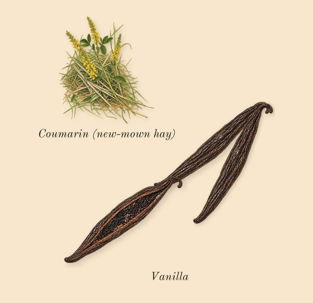 Libre Flowers & Flames, dry-down: Vanilla, Coumarin (new-mown hay)