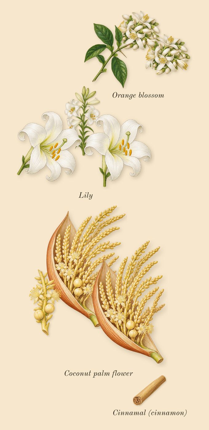 Libre Flowers & Flames, heart: Coconut palm flower, Lily, Orange blossom, Cinnamal (cinnamon)