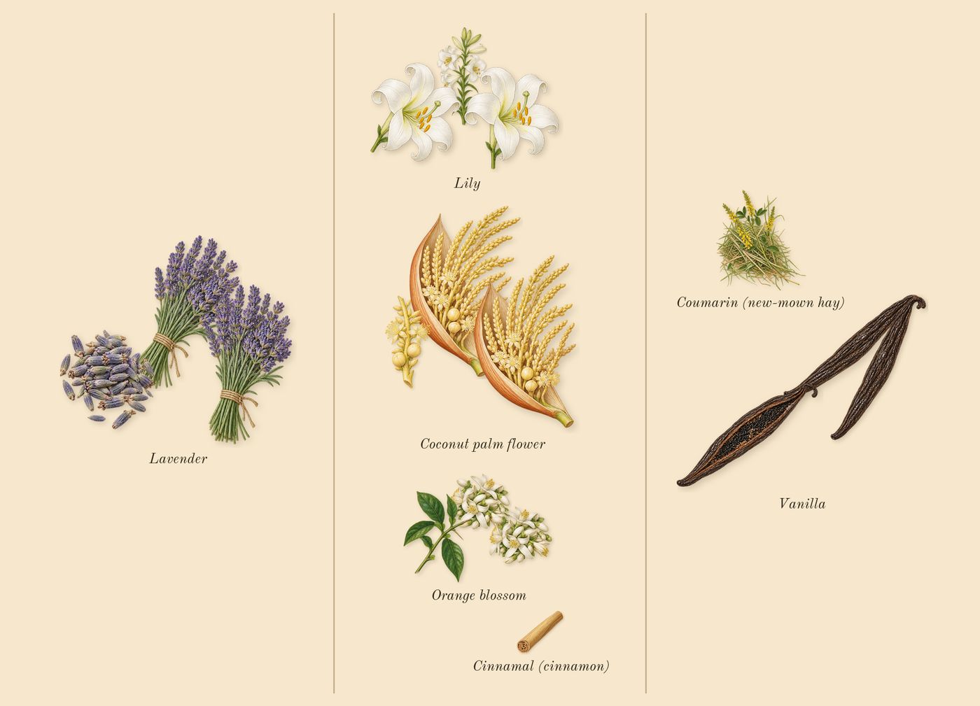 Libre Flowers & Flames’s scent picture, a draft: coconut palm flower, lily, orange blossom, lavender, vanilla, coumarin (new-mown hay) drawn so far; dashed outlines where nothing is drawn yet