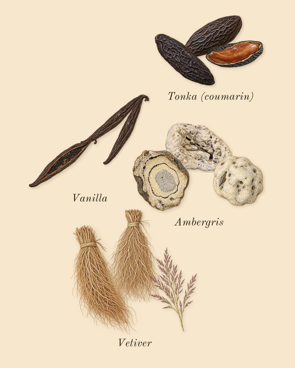 Libre, dry-down: Vanilla, Vetiver, Ambergris, Tonka (coumarin)