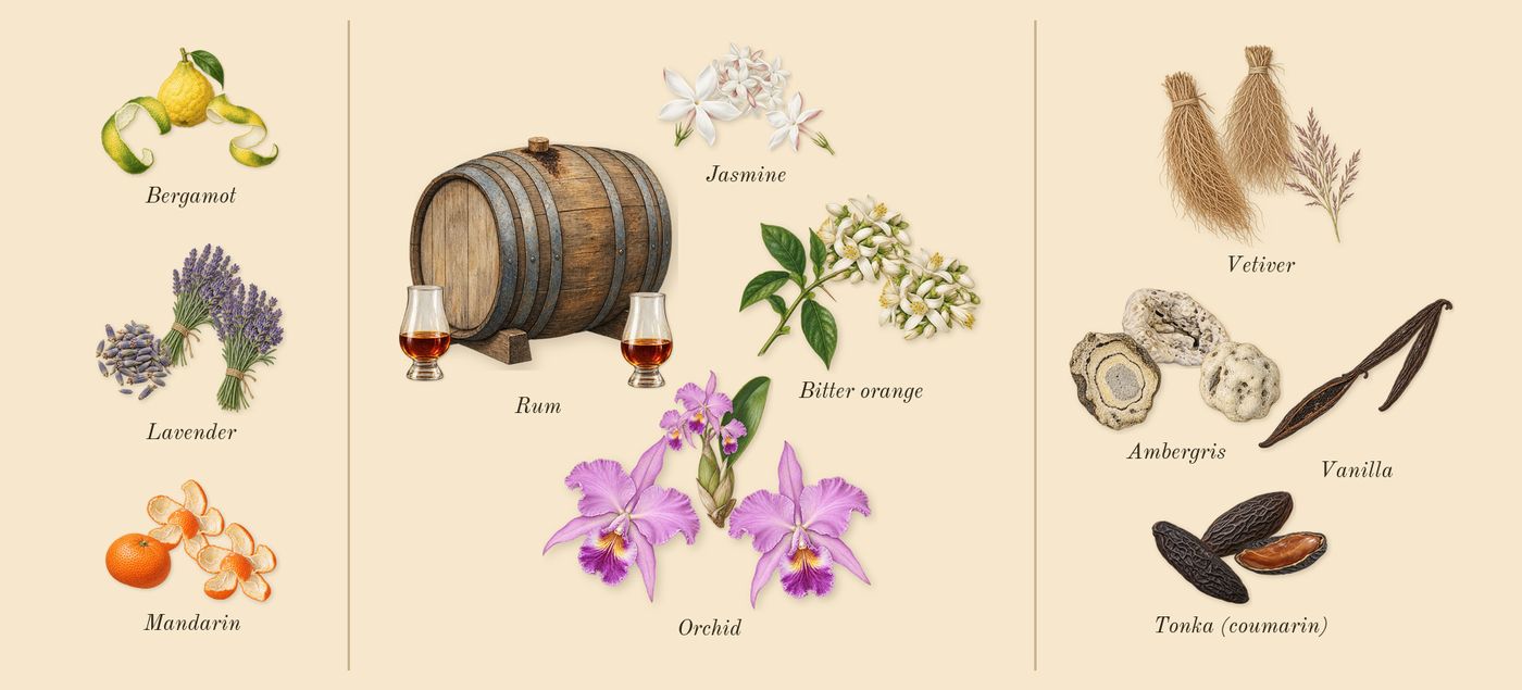 Libre’s scent picture, a draft: mandarin, bergamot, lavender, jasmine, orchid, bitter orange drawn so far; dashed outlines where nothing is drawn yet