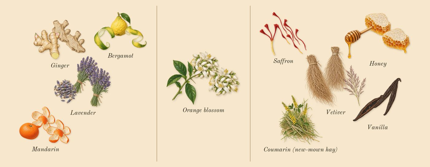 Libre Le Parfum’s scent picture, a draft: lavender, orange blossom, saffron, vanilla, mandarin, ginger drawn so far; dashed outlines where nothing is drawn yet