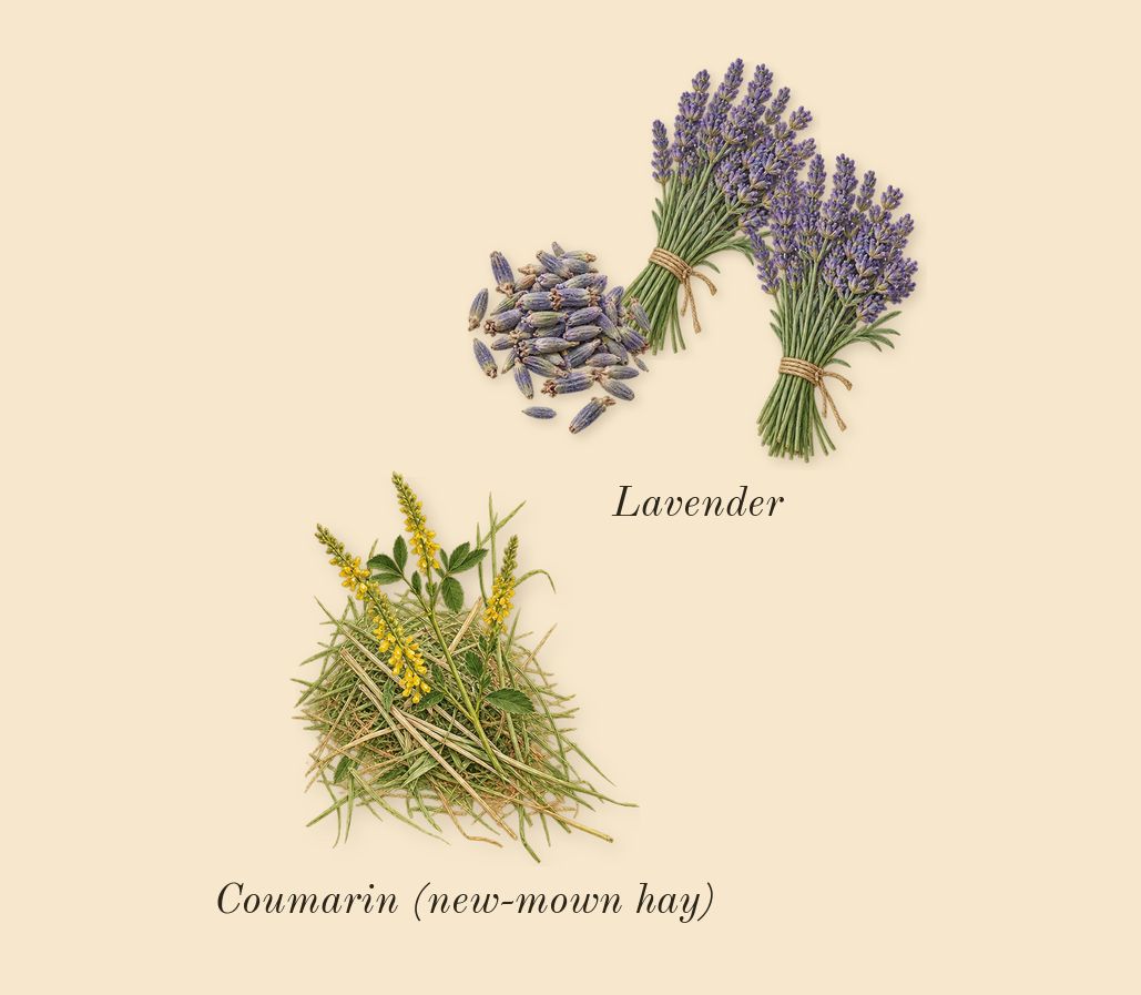 Libre L'Eau Nue Parfum de Peau, dry-down: Lavender, Coumarin (new-mown hay)