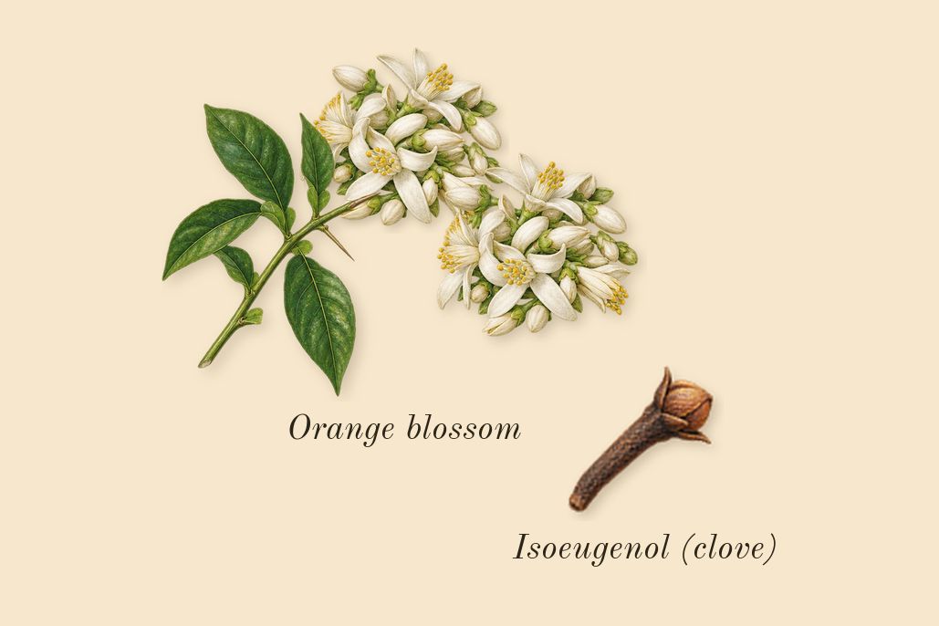 Libre L'Eau Nue Parfum de Peau, heart: Orange blossom, Isoeugenol (clove)