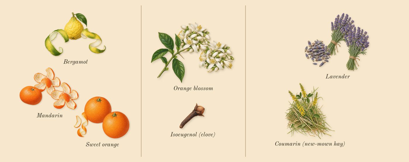 Libre L'Eau Nue Parfum de Peau’s scent picture, a draft: mandarin, bergamot, orange blossom, lavender, sweet orange, coumarin (new-mown hay) drawn so far; dashed outlines where nothing is drawn yet