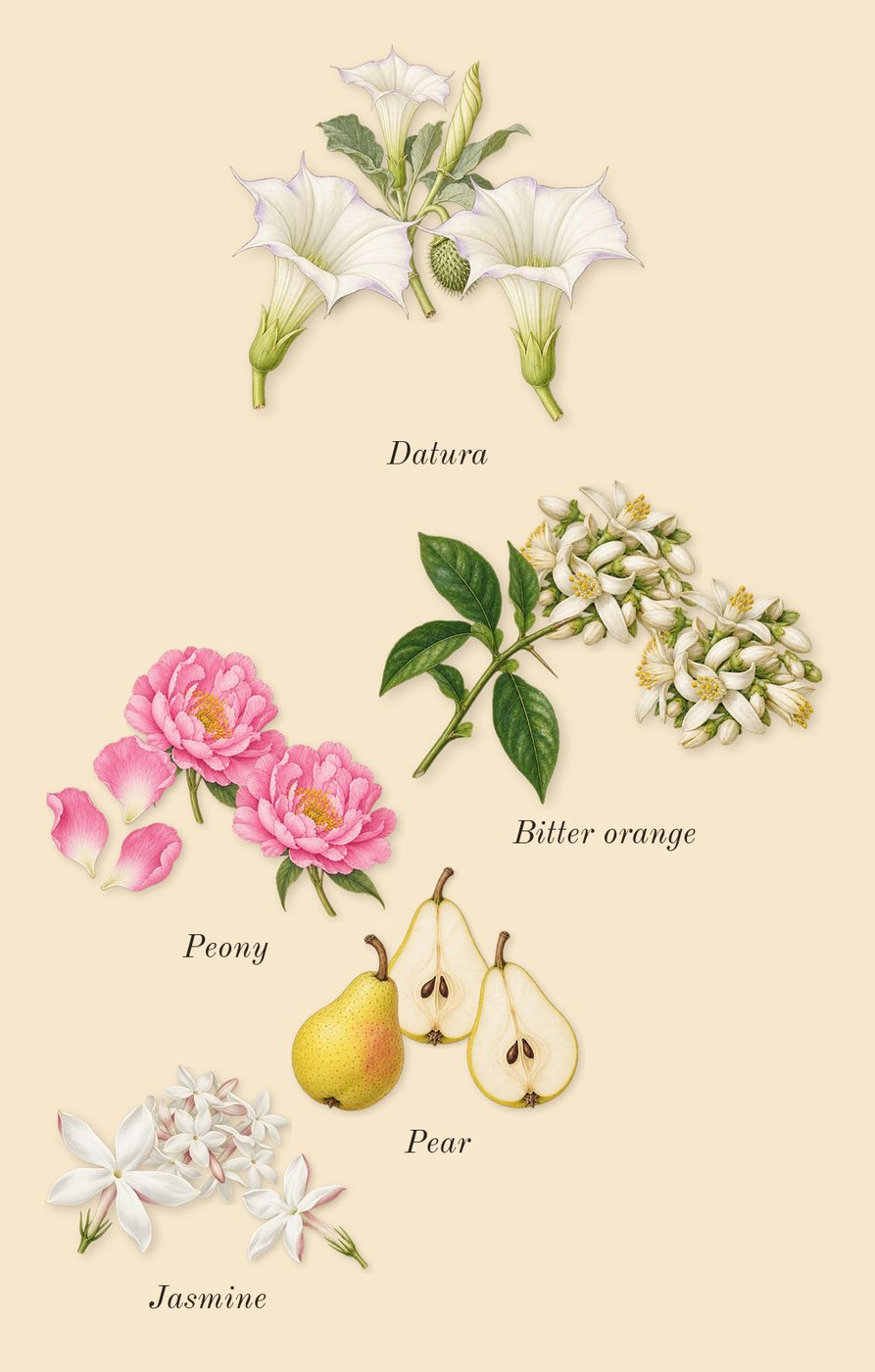 Mon Paris, heart: Pear, Bitter orange, Jasmine, Peony, Datura
