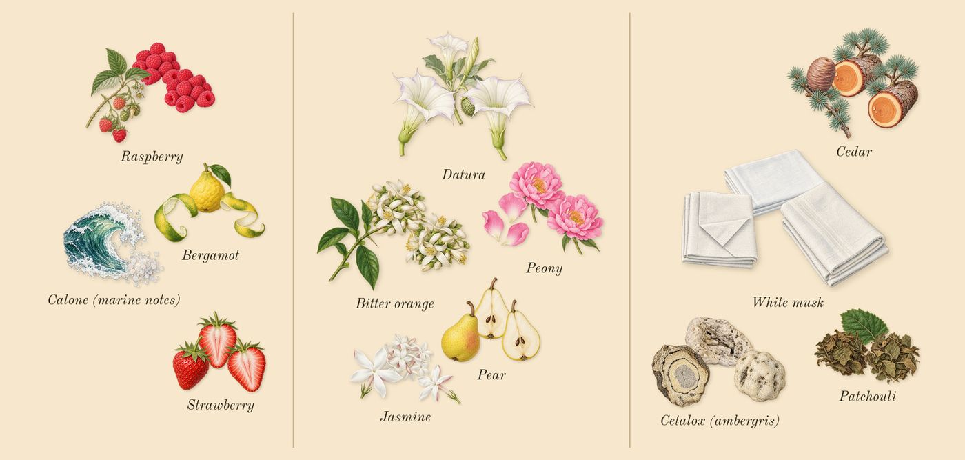Mon Paris’s scent picture, a draft: strawberry, raspberry, bergamot, calone (marine notes), pear, bitter orange drawn so far; dashed outlines where nothing is drawn yet