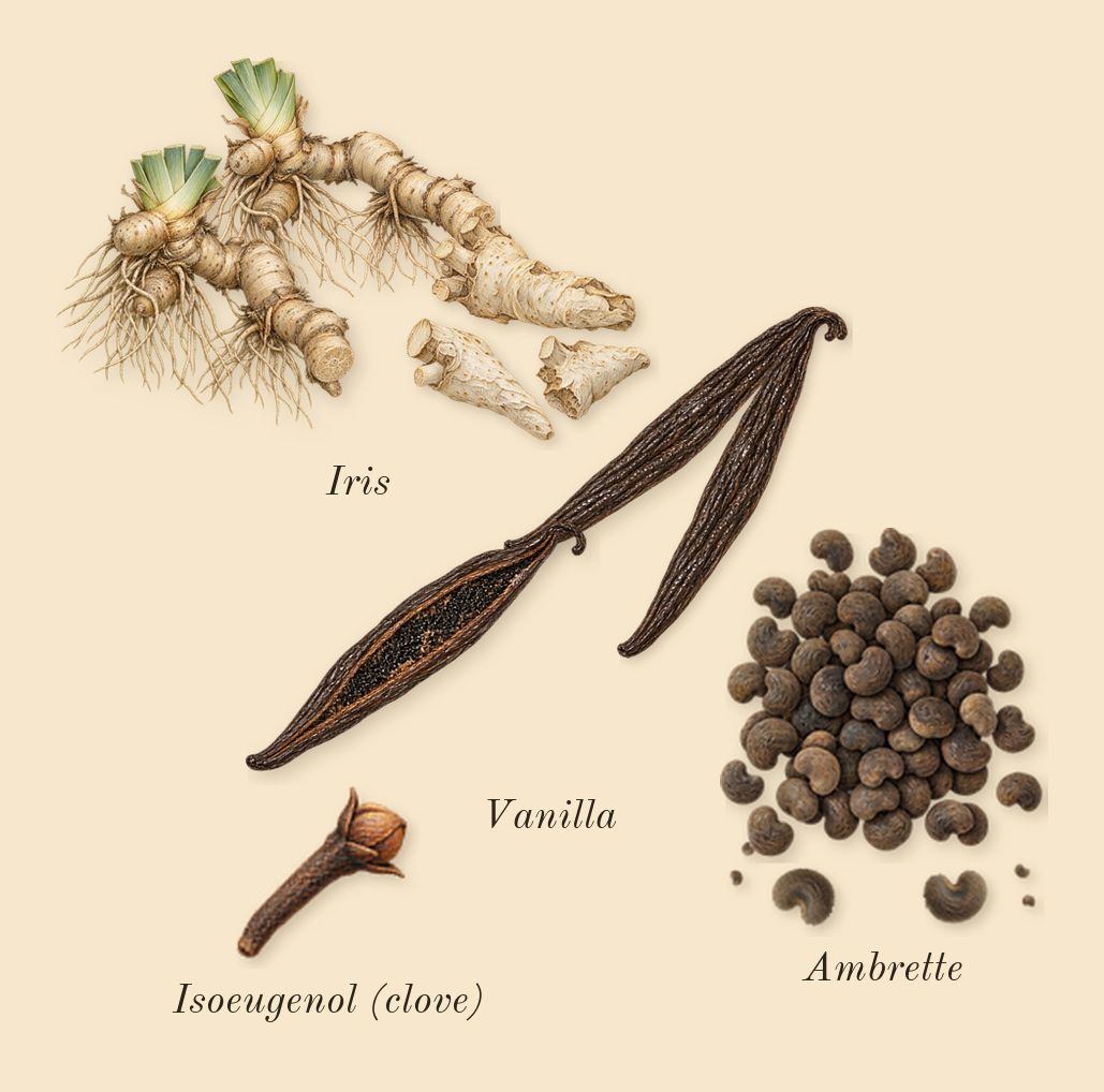 Muse, heart: Iris, Ambrette, Vanilla, Isoeugenol (clove)