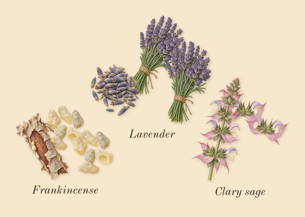 Muse, top notes: Frankincense, Lavender, Clary sage