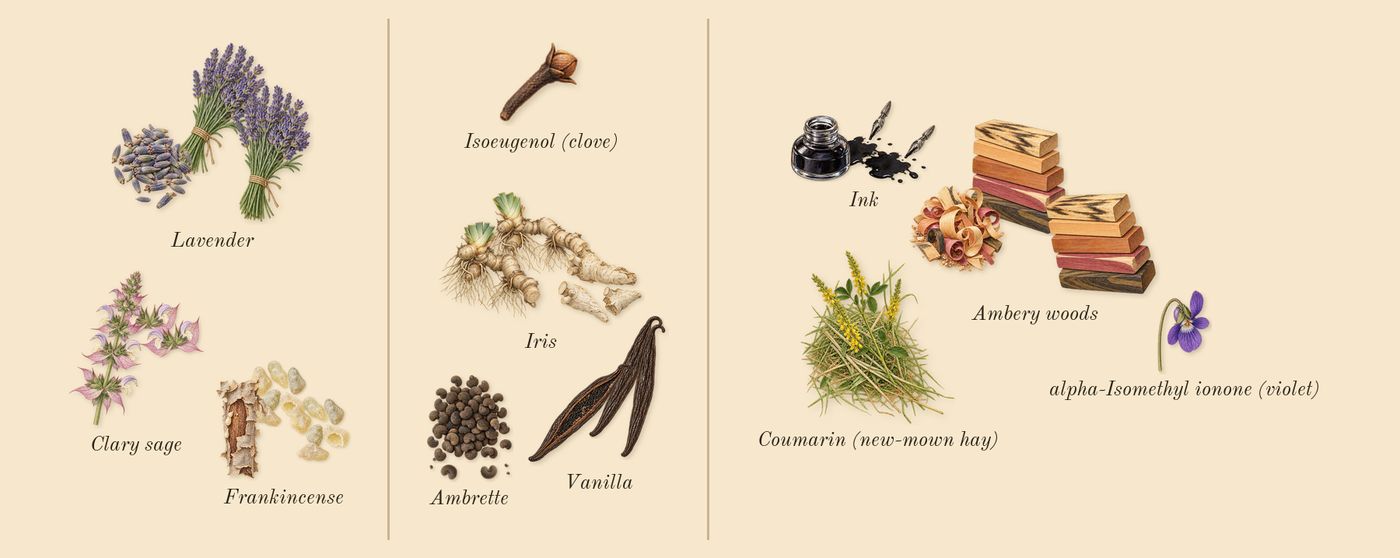 Muse’s scent picture, a draft: frankincense, lavender, clary sage, iris, ambrette, vanilla drawn so far; dashed outlines where nothing is drawn yet