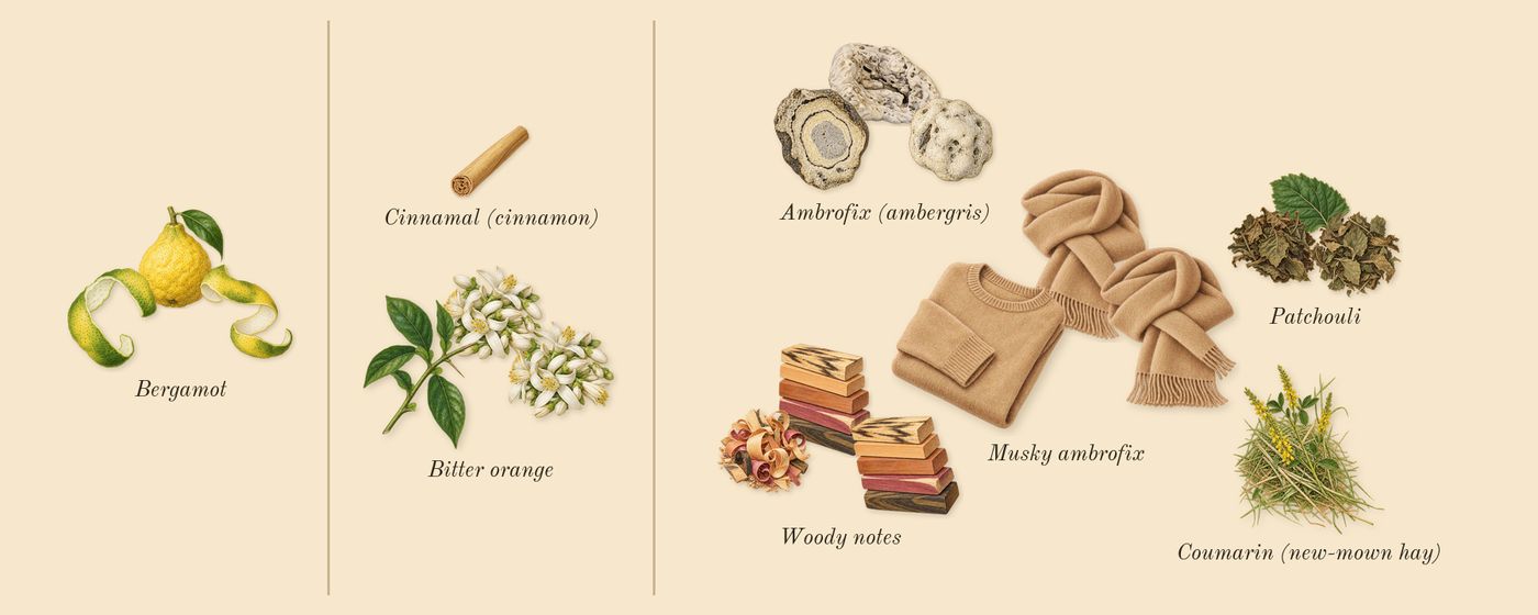 MYSLF’s scent picture, a draft: bergamot, bitter orange, woody notes, patchouli, musky ambrofix, ambrofix (ambergris) drawn so far; dashed outlines where nothing is drawn yet