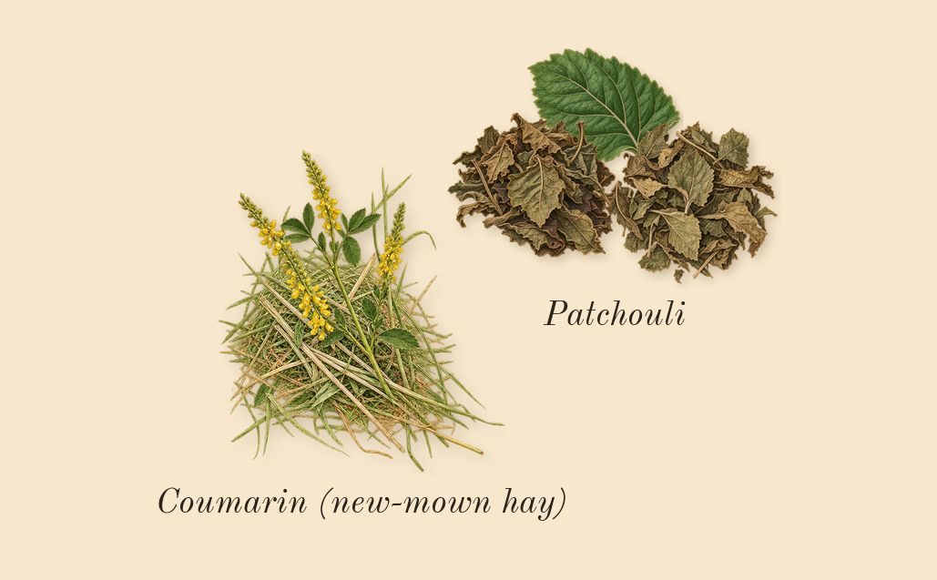 MYSLF L'Absolu, dry-down: Patchouli, Coumarin (new-mown hay)
