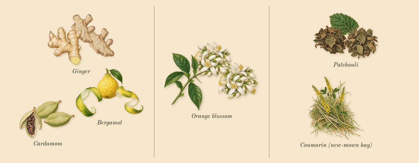 MYSLF L'Absolu’s scent picture, a draft: bergamot, ginger, cardamom, orange blossom, patchouli, coumarin (new-mown hay) drawn so far; dashed outlines where nothing is drawn yet