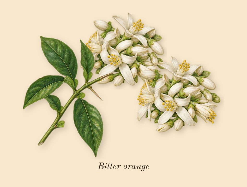 MYSLF Le Parfum, heart: Bitter orange