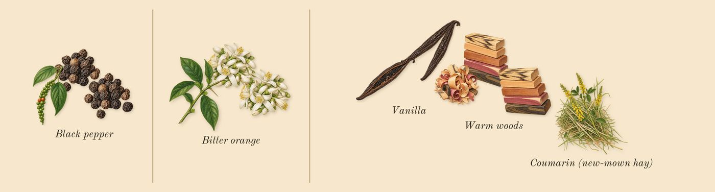 MYSLF Le Parfum’s scent picture, a draft: black pepper, bitter orange, warm woods, vanilla, coumarin (new-mown hay) drawn so far; dashed outlines where nothing is drawn yet
