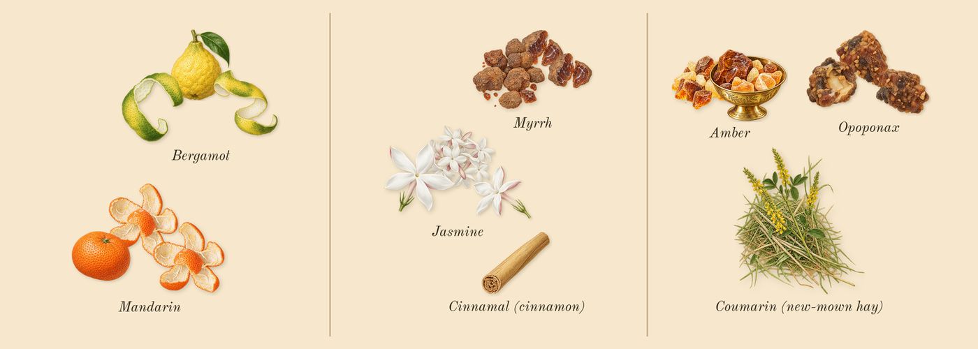 Opium’s scent picture, a draft: mandarin, bergamot, myrrh, jasmine, amber, opoponax drawn so far; dashed outlines where nothing is drawn yet