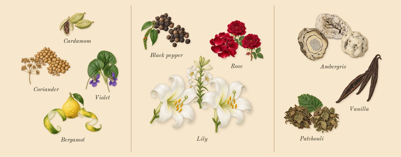 Tuxedo’s scent picture, a draft: violet, bergamot, coriander, rose, lily, black pepper drawn so far; dashed outlines where nothing is drawn yet