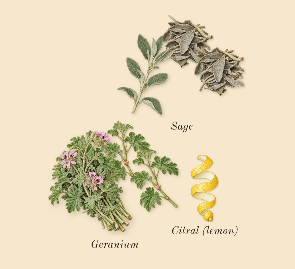Y, top notes: Sage, Geranium, Citral (lemon)