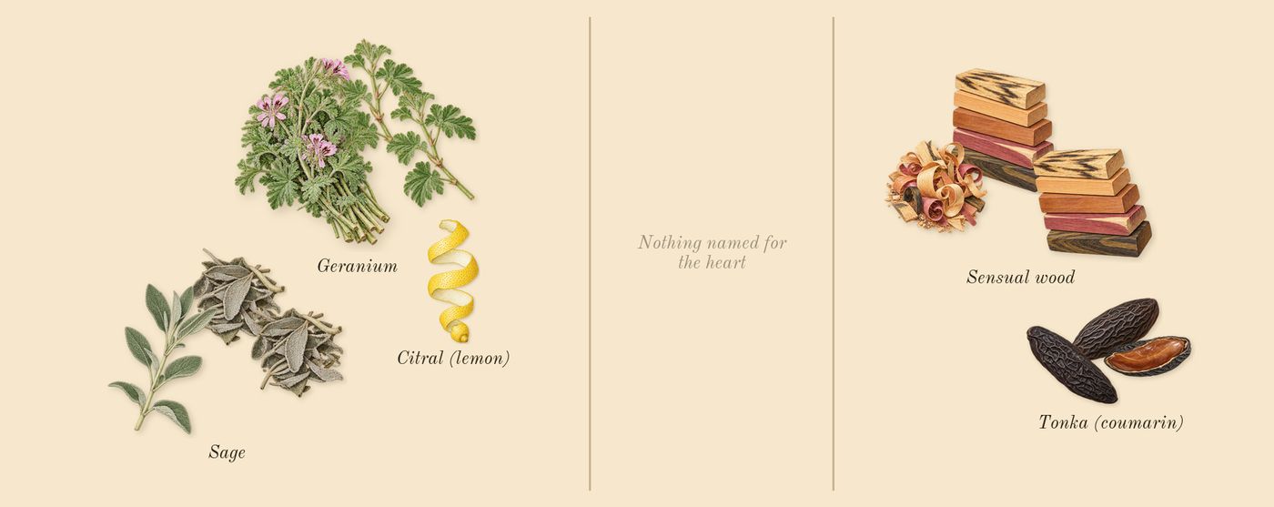 Y’s scent picture, a draft: sage, geranium, sensual wood, tonka (coumarin), citral (lemon) drawn so far; dashed outlines where nothing is drawn yet