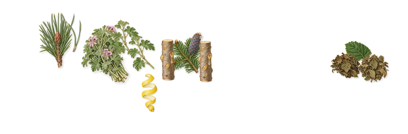 Y Le Parfum’s scent picture, a draft: geranium, pine, patchouli, fir balsam, citral (lemon) drawn so far; dashed outlines where nothing is drawn yet