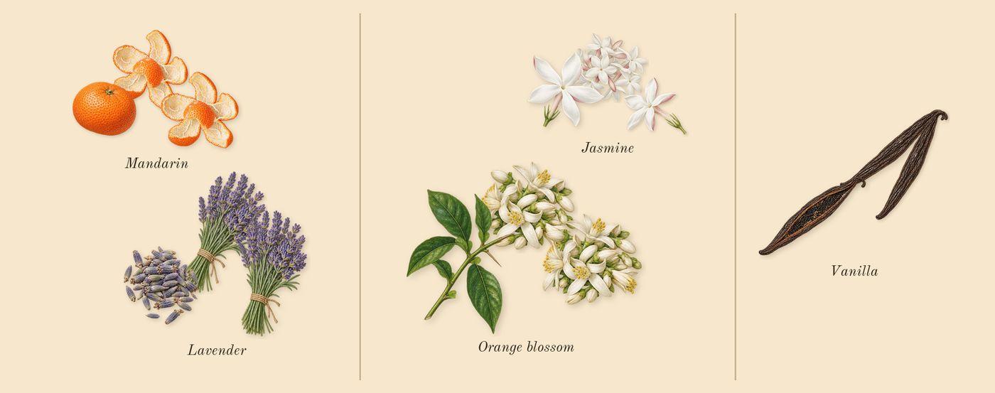 Golden Decade’s scent picture, a draft: mandarin, orange blossom, vanilla, jasmine, lavender drawn so far; dashed outlines where nothing is drawn yet
