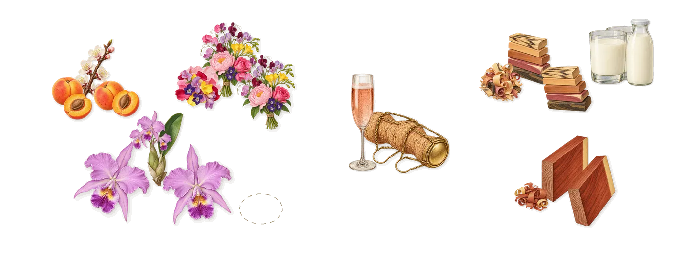 Pink Molécule 090.09’s scent picture, a draft: floral notes, apricot, orchid, mahogany, milk, black wood drawn so far; dashed outlines where nothing is drawn yet