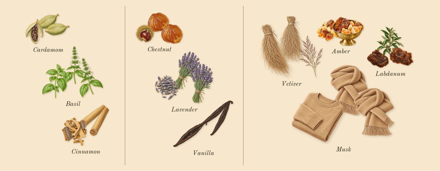 Reverie Aqua’s scent picture, a draft: cardamom, cinnamon, basil, chestnut, lavender, vanilla drawn so far; dashed outlines where nothing is drawn yet