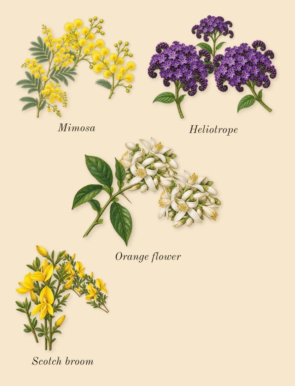 Bee, heart: Scotch broom, Heliotrope, Mimosa, Orange flower