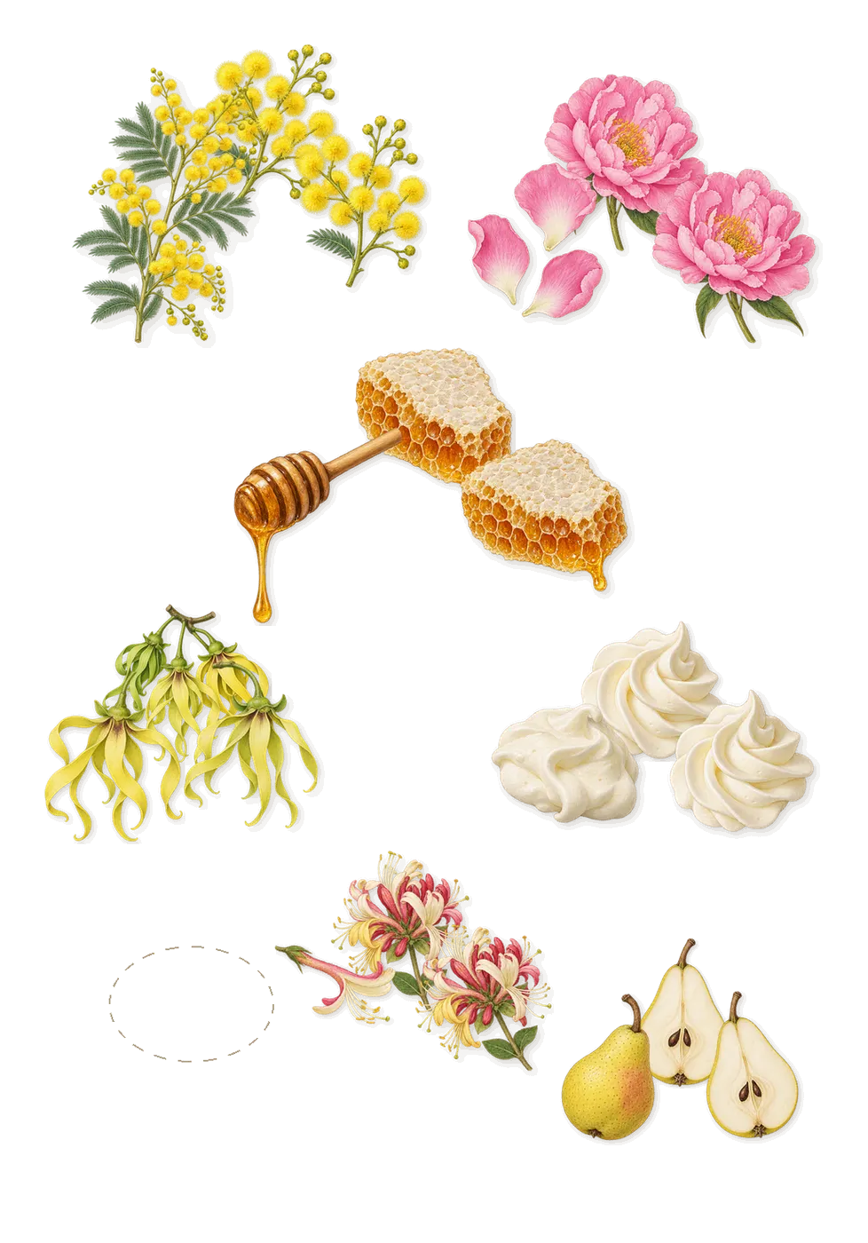 Hummingbird, as it settles: Honey, Honeysuckle, Mimosa, Peony, Tulip, Ylang-ylang, Pear, Whipped cream